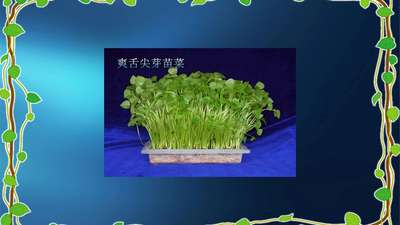 芽苗菜视频展示爽舌尖芽苗菜微工厂种植的芽苗