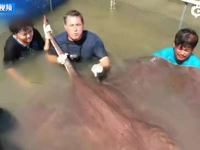 [视频]男子在泰国捕获360公斤魔鬼鱼 多人合力抬出