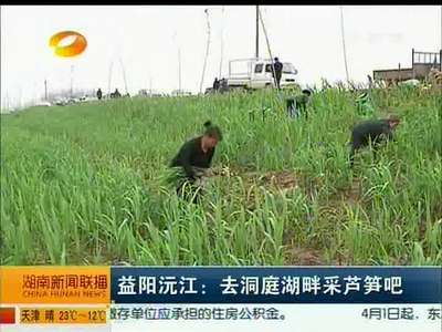 益阳沅江：去洞庭湖畔采芦笋吧