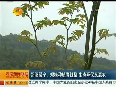 邵阳绥宁：规模种植青钱柳 生态环保又惠农