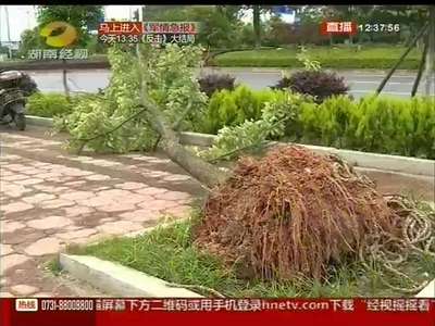 长沙：人行道旁树苗连根倒 3天无人问