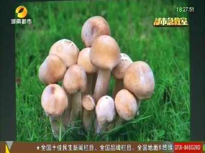 野生蘑菇炖汤 一家人服后上吐下泻