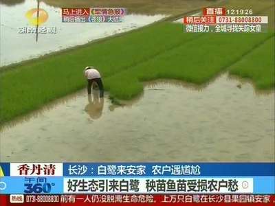 好生态引来白鹭 秧苗鱼苗受损农户愁