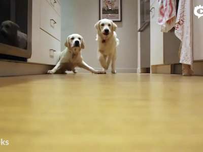 [视频]延时摄影记录汪星人奔跑瞬间