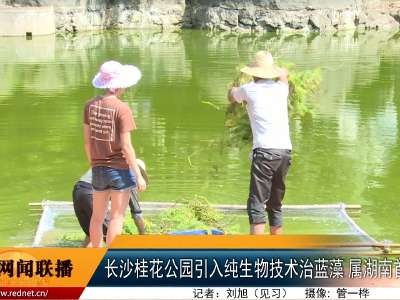 长沙桂花公园引入纯生物技术治蓝藻 属湖南首次  
