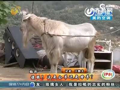 [视频]公羊发生“性逆转” 长出乳房可挤奶