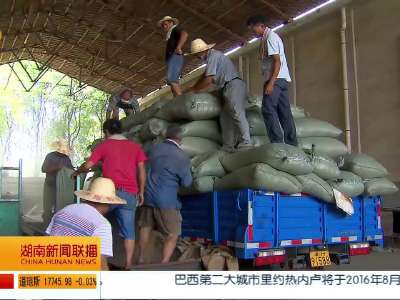 湖南粮食部门启动早稻托市收购 每50公斤135元