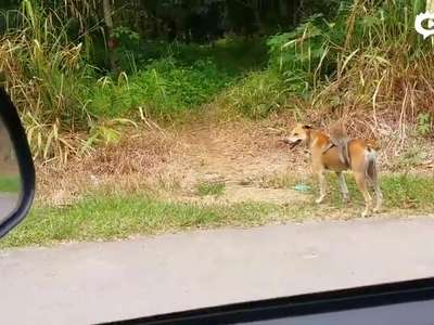 [视频]成精了！网友路遇野猴骑狗赶路