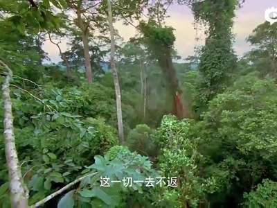 [视频]《大自然在说话》葛优声演雨林