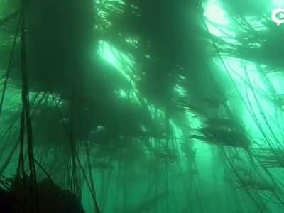 [视频]《大自然在说话》姜文声演海洋