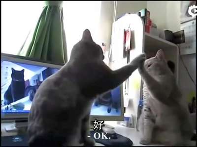 [视频]喵星人对歌 超有爱配音萌翻你