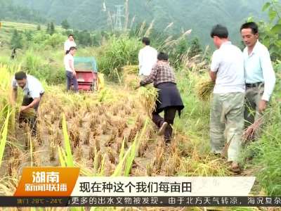高山种植杂交优质稻成功 亩产超500公斤
