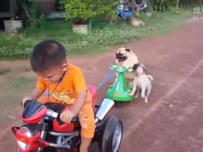 [视频]正太骑摩托带2只狗狗兜风 半路掉下去1只