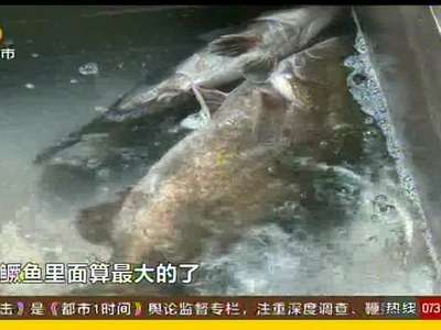 湘江综合枢纽水域 捕获11斤重超级桂鱼