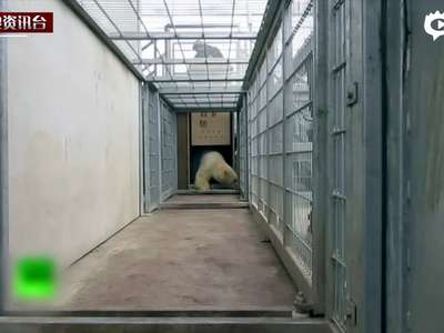 [视频]难民欲偷渡英国拦动物园货车 与北极熊拼车