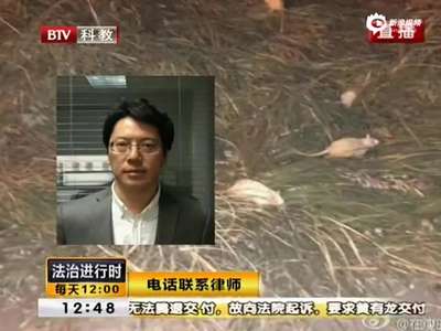 [视频]北京奥森公园现大量白鼠 体型硕大疑有人放生