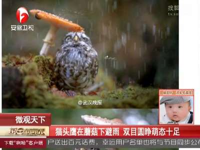 [视频]猫头鹰在蘑菇下避雨 双目圆睁萌态十足