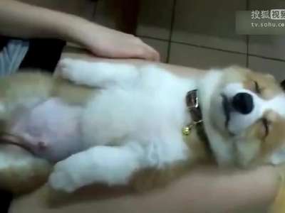[视频]分享一只困癌晚期的柯基