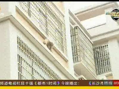 “重量级”猴王大闹小区 高空中上蹿下跳
