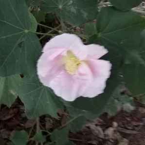 农大商学院樊春燕