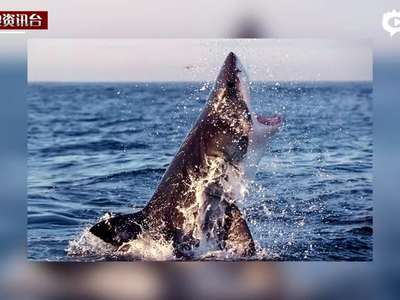 [视频]实拍海豹跃出海面逃生 用尾巴扇大白鲨耳光