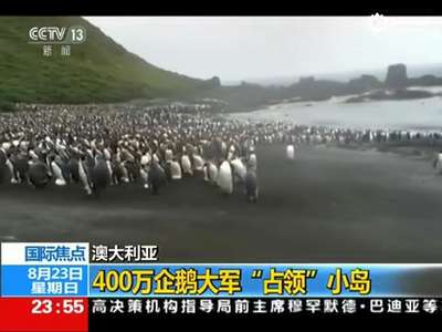 [视频]400万企鹅大军“占领”澳洲神秘小岛