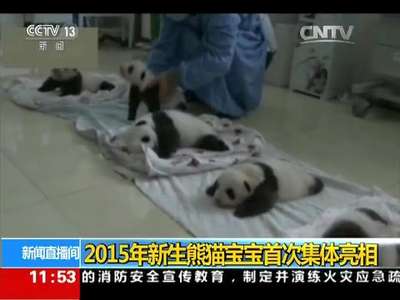 [视频]2015年新生熊猫宝宝首次集体亮相