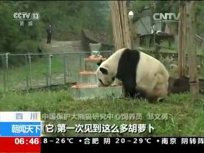 [视频]四川：大熊猫“盼盼”迎来30岁生日