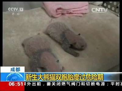[视频]成都：新生大熊猫双胞胎度过危险期