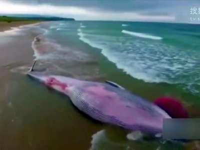 [视频]北爱尔兰海滩现20吨重鲸鱼尸体 引游客围观