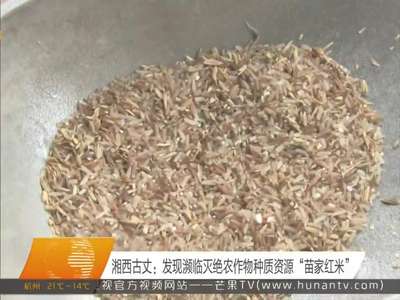 湘西古丈：发现濒临灭绝农作物种质资源“苗家红米”