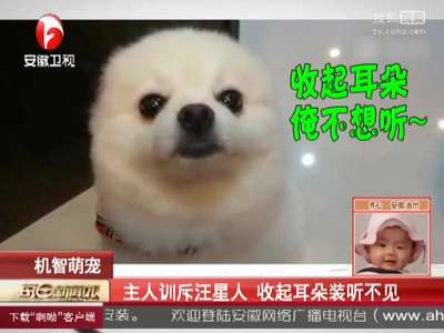 [视频]主人训斥汪星人 收起耳朵装听不见