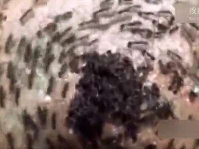 [视频]行军蚁群陷“死亡漩涡” 快速转圈直到全累死