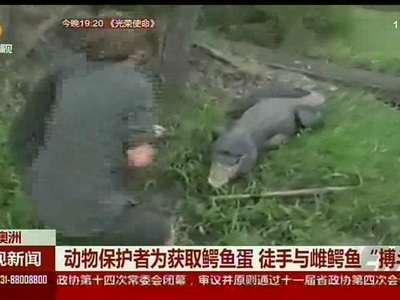 澳洲：动物保护者为获取鳄鱼蛋 徒手与雌鳄鱼“搏斗”