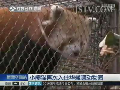 [视频]小熊猫再次入住华盛顿动物园