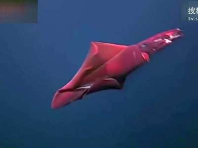 [视频]实拍罕见粉色鱿鱼 仅百万分之一的机会能见它