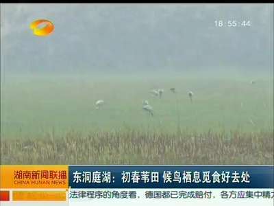 东洞庭湖：初春苇田 候鸟栖息觅食好去处