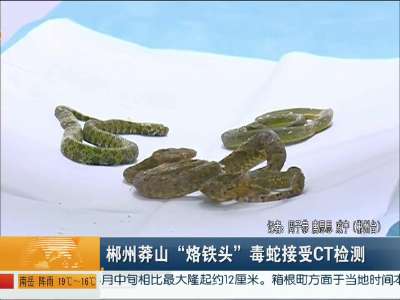 郴州莽山“烙铁头”毒蛇接受CT检测