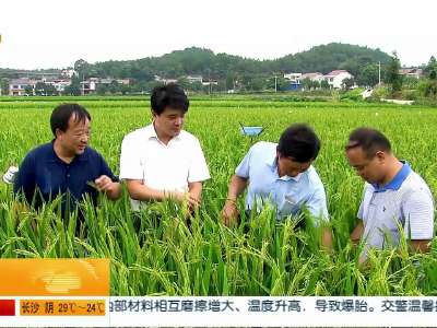 湖南省农科院实现水稻大面积种植全程有机管理 农药化肥零添加