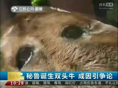 [视频]秘鲁惊现双头牛 双头四只眼两张嘴
