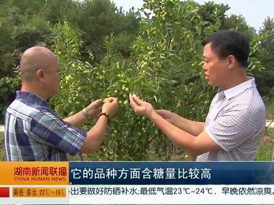 北方大枣在湖南大面积种植成功