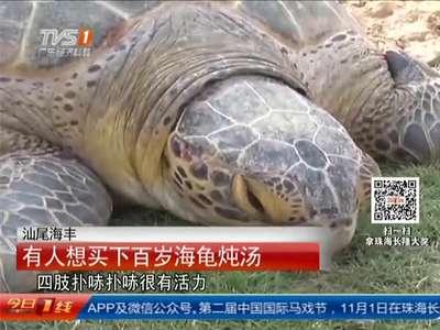 [视频]汕尾海丰：200斤大海龟被捕获 目测百岁以上