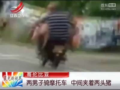 [视频]哥伦比亚：两男子骑摩托车 中间夹着两头猪