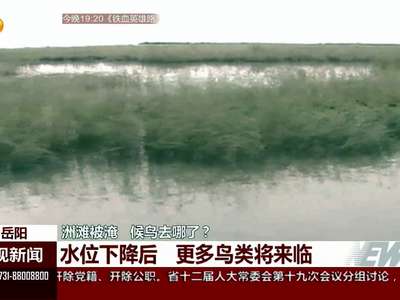 岳阳：洲滩被淹 候鸟去哪了？