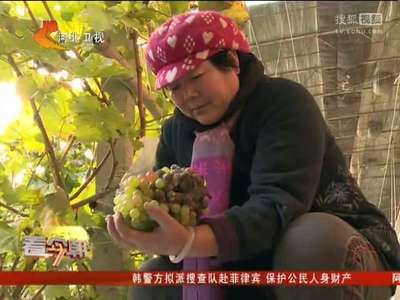 [视频]十万斤葡萄遇连续阴雪天 三年辛苦要泡汤