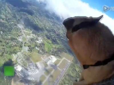 [视频]逆天汪星人玩出新高度 哥伦比亚警犬痴迷跳伞