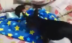 超暖心！汪星人给北鼻盖被子