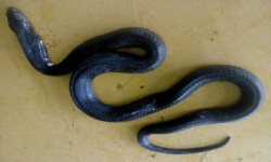 女子家中发出异响 扒开一看……