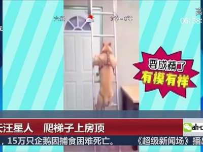 [视频]逆天汪星人要成精啦  背身爬梯子下房顶