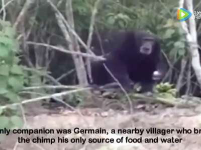 [视频]黑猩猩被实验后遭抛弃 独活3年见人类仍拥抱